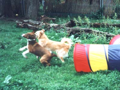 Gracy in der Hundeschulke beim spielen