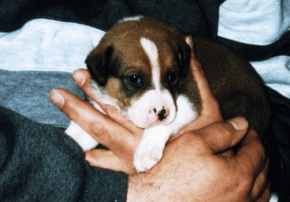 Gracy mit 3 Wochen